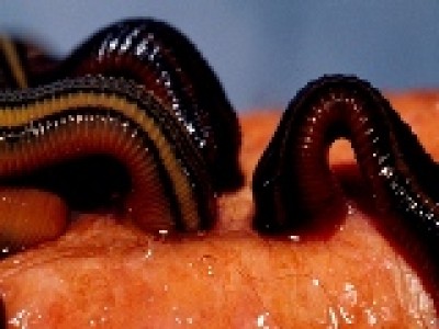 Adıyaman Toptan ve Perakende Tıbbi Sülük Satışı